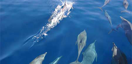 Andaman Tour 5 Night 6 Days