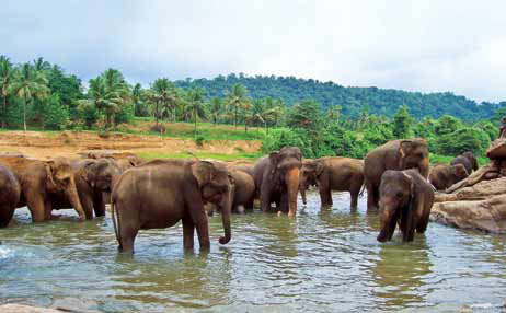 Sri Lanka - Maldives Tour