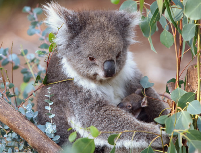 Australia Tour - 8Night/ 9 Days