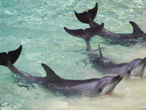 Australia Tour - 8Night/ 9 Days