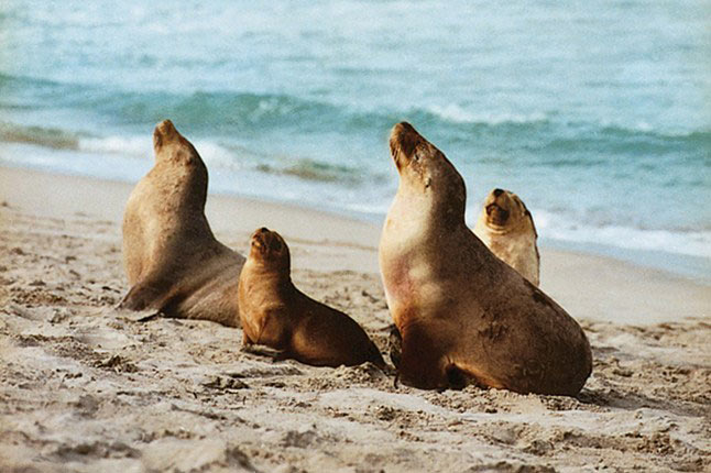 Australia Tour - 8Night/ 9 Days