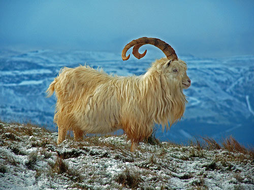 Kashmir Tour - 6 night 7 days