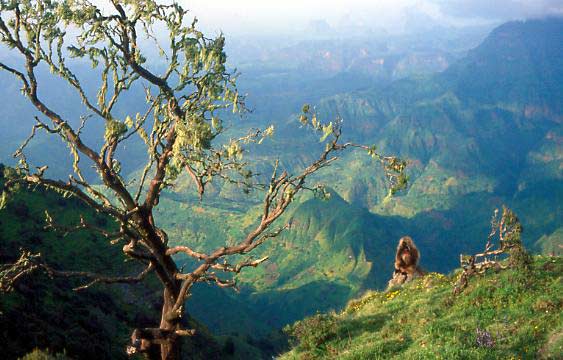 Hiking In The Simien Mountains- “Roof Of Africa”