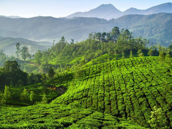 Students Munnar / Athirampalli Tour