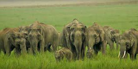 Delhi - Corbett National Park Weekend Tour Package