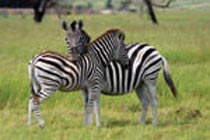 Uganda Hotspots Wildlife And Gorilla Safari-15 Days Package