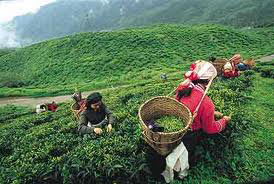 North East Triangle Tour