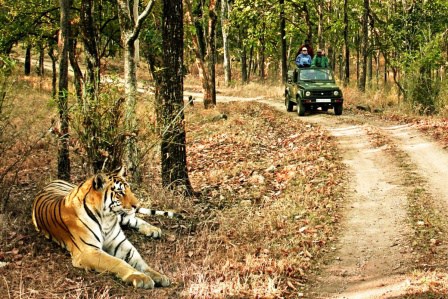 Jeep Safari In Bandhavgarh National Park Package