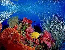 Andaman Island Tour Package