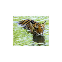 Madhya Pradesh Tiger Tour