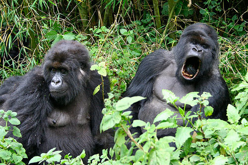 Gorilla Trekking Rwanda Tour