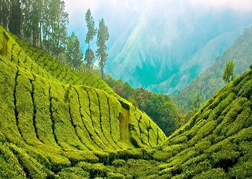 Kerala - The Green Miracle Tour