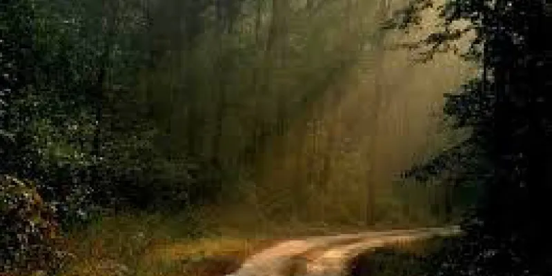 Call Of The Wild Tour (Madhya Pradesh)