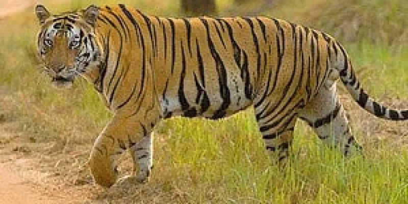 Corbett Wildlife Tour Package