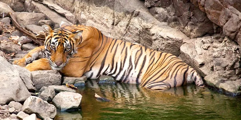 Call Of Jungle Trail Tours