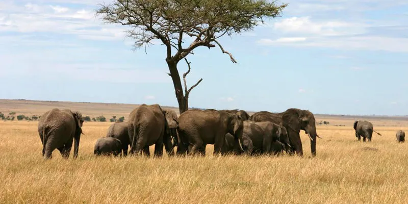 8 Days,7 Nights Nairobi Amboseli,Tsavo East,Tsavo West,Mombasa