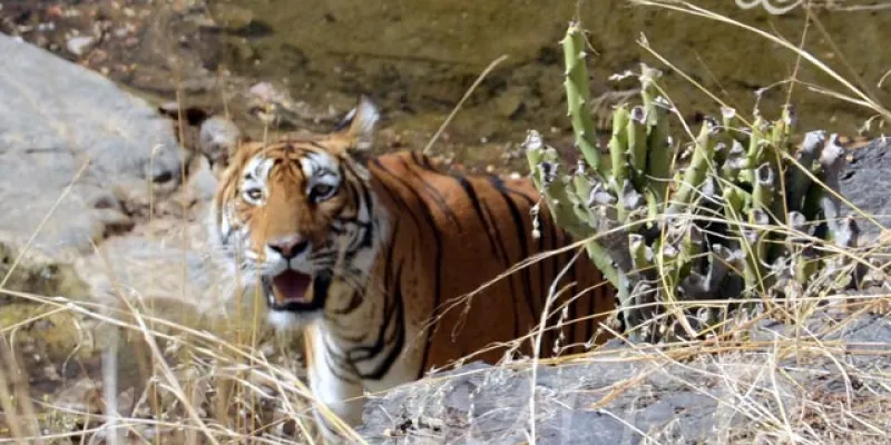 Wildlife Tour In Assam
