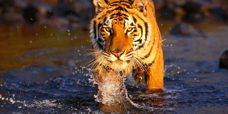 Wildlife Safari Tour Chitwan