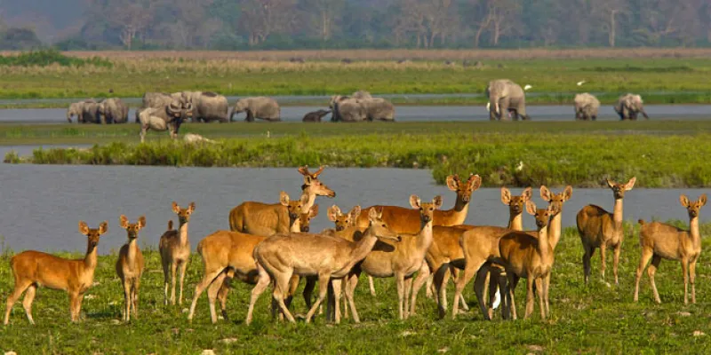 North - East Wildlife Tour
