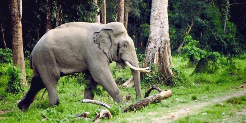 Exclusive Dooars Adventure Tour