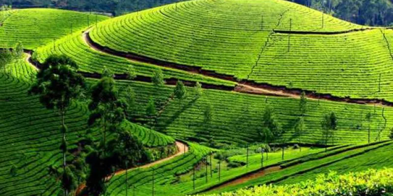 Gangtok – Pelling – Darjeeling - Kalingpong Tour