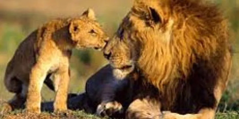 Wildlife Safari In Gujarat Tour
