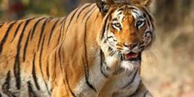 Assam With Kaziranga Tour