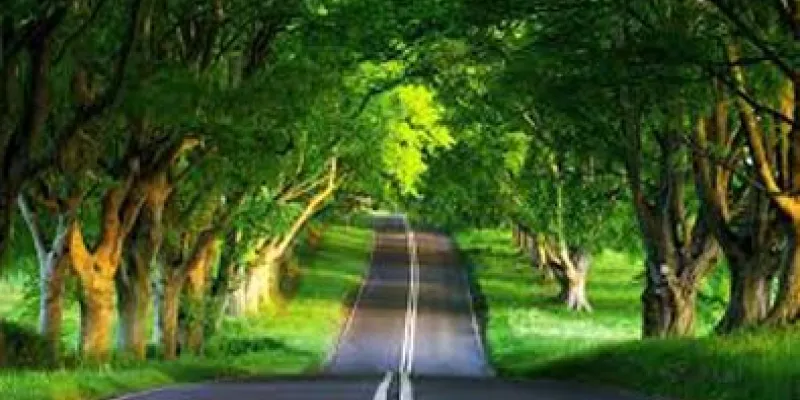 Dzukou Valley & Japfu Peak Trek, Nagaland