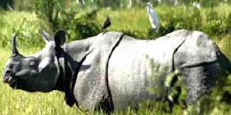 Kaziranga Tour Package