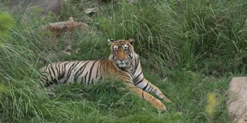 Short Escape To Sariska Tour