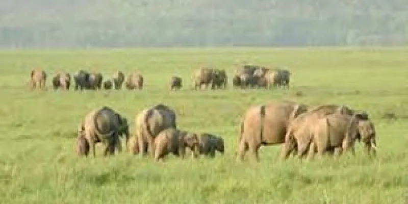 Jim Corbett With Nainital Tour