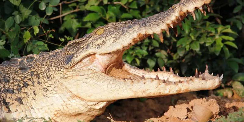 Odisha Tour Packages