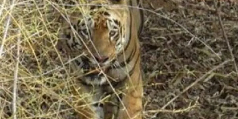 Maharashtra TADOBA & NAGZIRA 3N/4D Tour Package