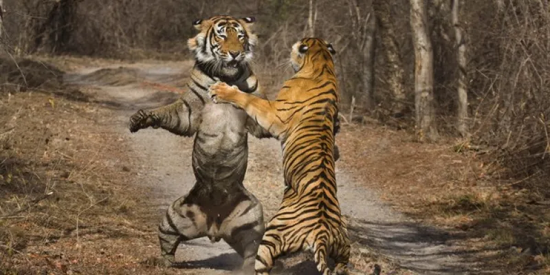 The Royal Safari Tour Package