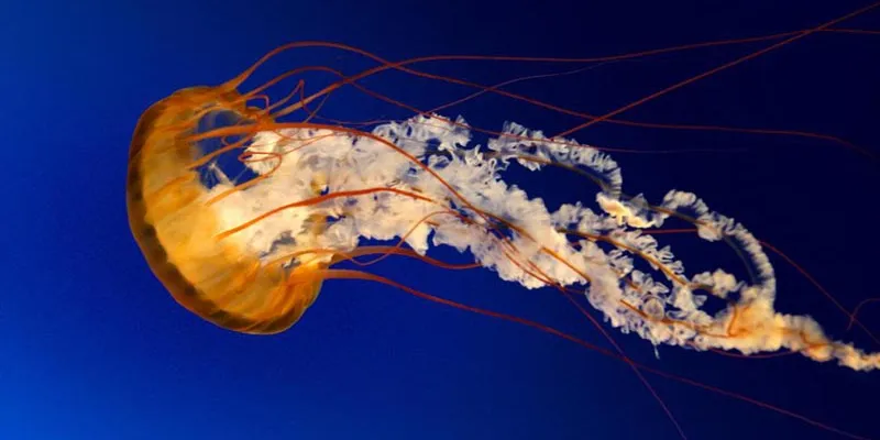 Kanyakumari With South-India Tour