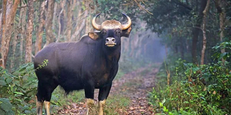 Kuldiha Forest ( Orissa) Tour