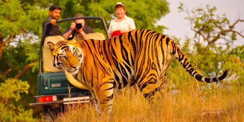 Rajasthan Wildlife Safari Tour