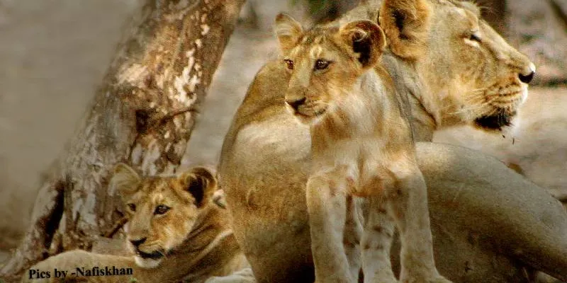 Beach & Wildlife In Gujarat Tour