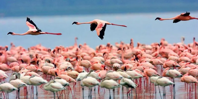 Day Trip - Lake Nakuru National Park Tour