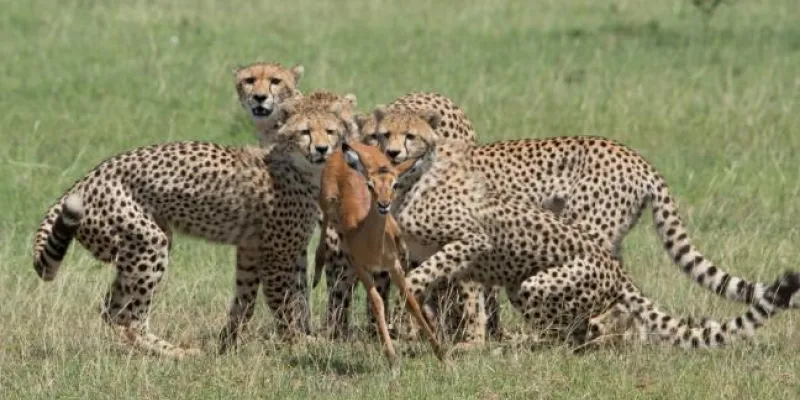 Masai Mara group joining on a budget tented camp Tour