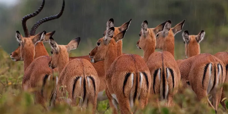 Golfing Itinerary Tour