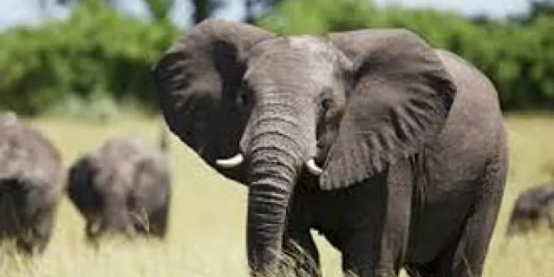 Yankari Game Reserve Tour