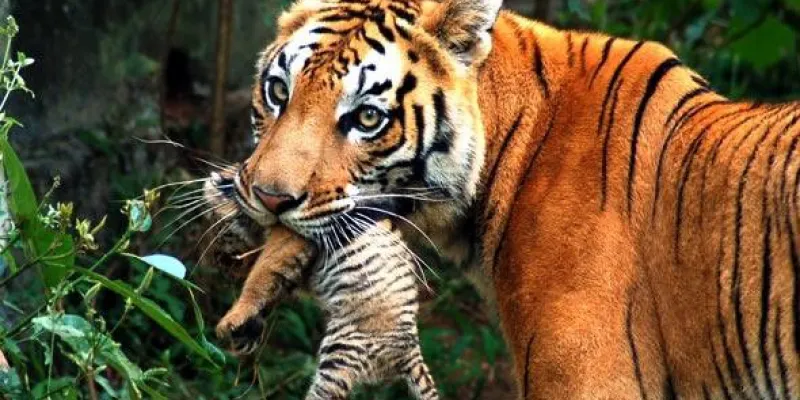 Golden Triangle 6 Nights/ 7 Days Package