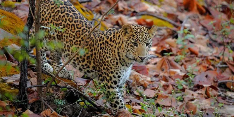 Satpura National Park Wildlife Tour
