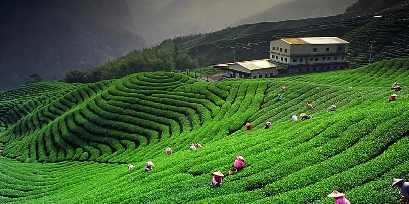 Mukteshwar Kausani Ranikhet Tour 5N 6D