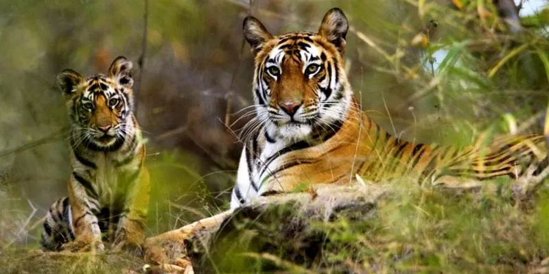 Central India Wilflide Package