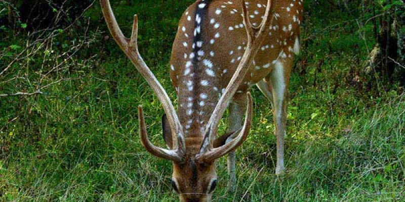 4 Nights Stay At Yala Safari Camp Packages