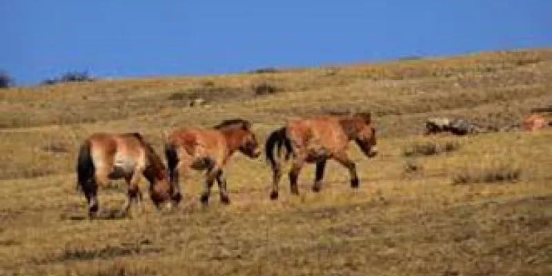 Hustai National Park Package