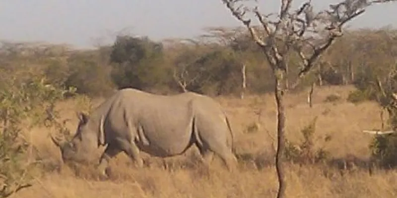 8 Days Kenya,Tanzania Safari Package