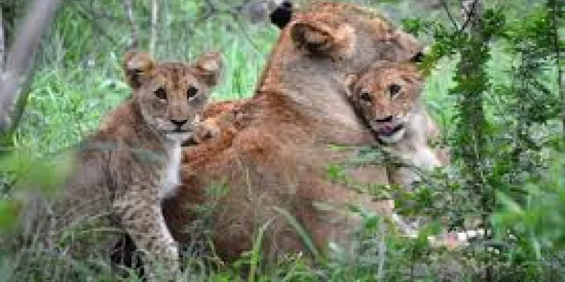 7 Day Kruger Park Safari Packages